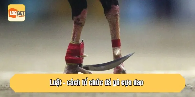Luật – cách tổ chức đá gà cựa dao